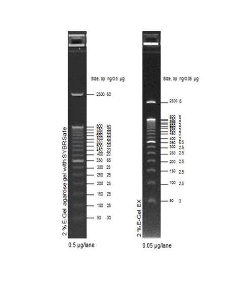 e gel loading buffer|e gel express dna ladder.